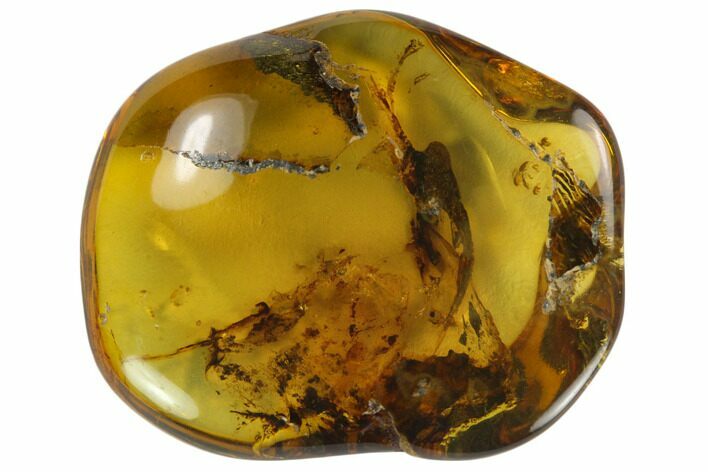 Polished Chiapas Amber ( g) - Mexico #114814